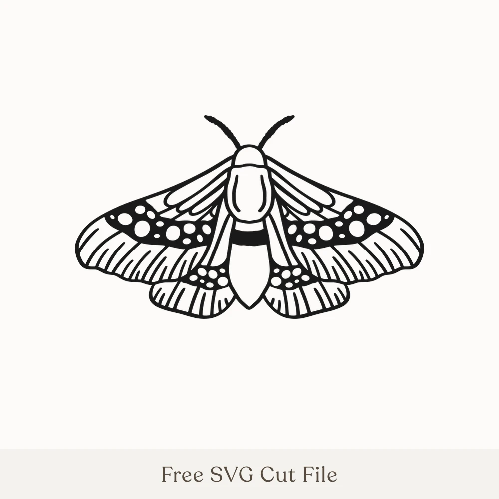 Spotted Moth With Open Wings