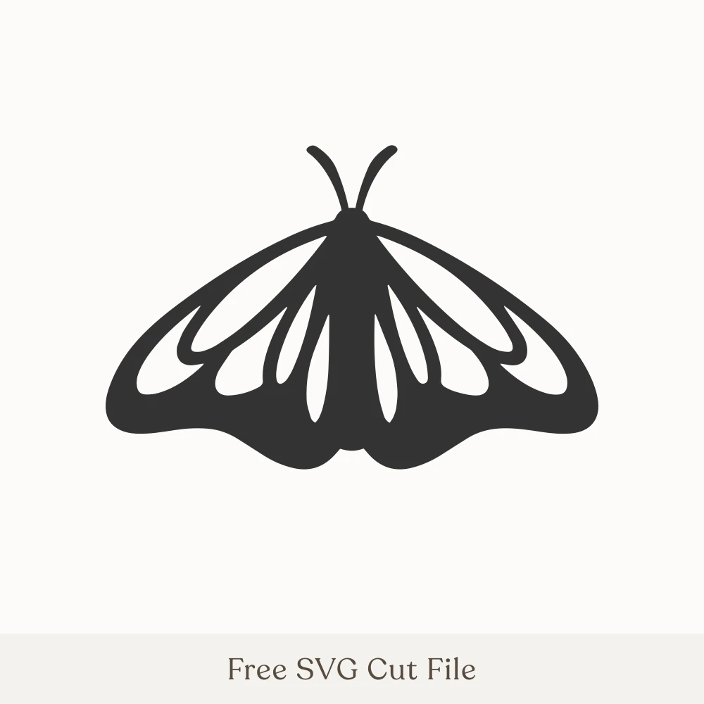 Moth With Open Wings